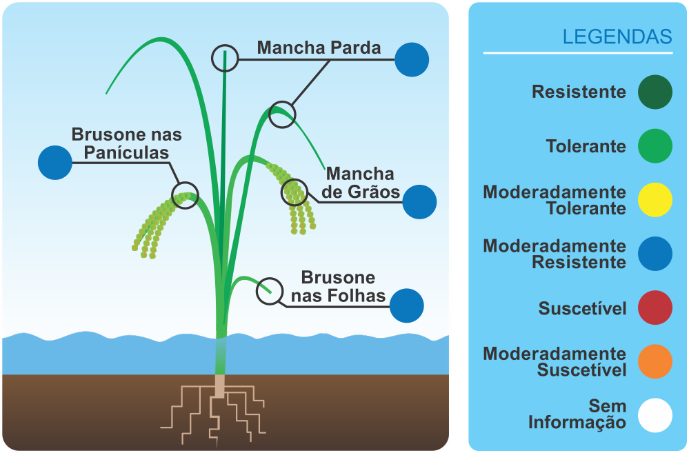 tabela_brsa704 tabela_brsa704