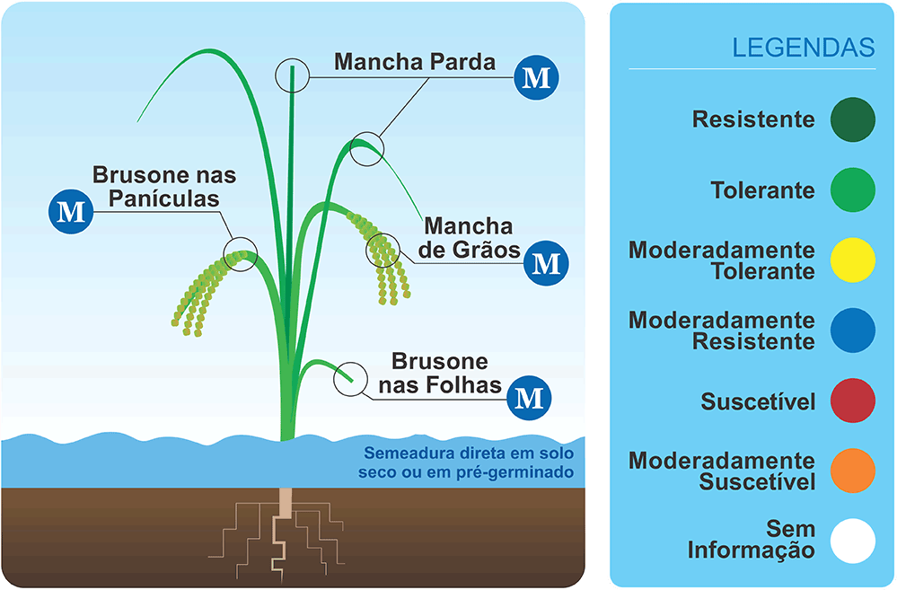 tabela_brsa705 tabela_brsa705
